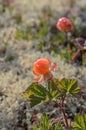 Bush berries cloudberry in tundra.