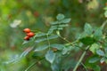 bush of Berries dogrose in the garden Royalty Free Stock Photo