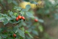 bush of Berries dogrose in the garden Royalty Free Stock Photo