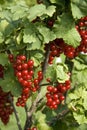 Bush with berries of a red currant Royalty Free Stock Photo