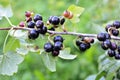 On the bush berries are ripe currant