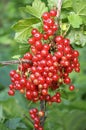 On the bush berries are ripe red currant Royalty Free Stock Photo