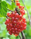 On the bush berries are ripe red currant Royalty Free Stock Photo