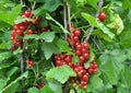 On the bush berries are ripe red currant Royalty Free Stock Photo