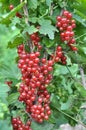 On the bush berries are ripe red currant Royalty Free Stock Photo