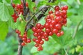 On the bush berries are ripe redcurrant