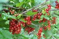 On the bush berries are ripe redcurrant