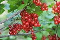 On the bush berries are ripe redcurrant