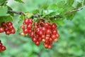 On the bush berries are ripe redcurrant