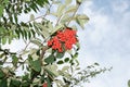 Bush with berries on sky background