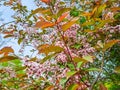 Bush of Bird-cherry tree blooming in springtime.Pink flowers of bird-cherry tree Royalty Free Stock Photo