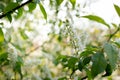 Bush of Bird-cherry tree blooming in the springtime. White flowers of bird-cherry tree. Royalty Free Stock Photo