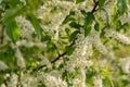 Bush of Bird-cherry tree blooming in the springtime. White flowers of bird-cherry tree. Royalty Free Stock Photo