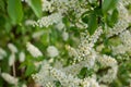 Bush of Bird-cherry tree blooming in the springtime. White flowers of bird-cherry tree. Royalty Free Stock Photo