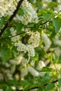 Bush of Bird-cherry tree blooming in the springtime. White flowers of bird-cherry tree. Royalty Free Stock Photo