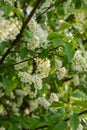 Bush of Bird-cherry tree blooming in the springtime. White flowers of bird-cherry tree. Royalty Free Stock Photo