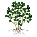 A bush black chokeberry Aronia melanocarpa and roots on a white background.