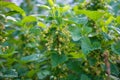 Bush of black currant with flowers in spring garden Royalty Free Stock Photo