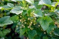Bush of black currant with flowers in spring garden Royalty Free Stock Photo
