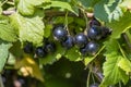 Bush of black currant with ripe bunches of berries and green leaves, closeup. Harvesting on farm or in garden Royalty Free Stock Photo