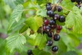 Bush of black currant with ripe bunches of berries and leaves on blurred natural green background Royalty Free Stock Photo