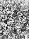 Bush with black and white leaves. Royalty Free Stock Photo