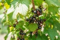 Bush of blackcurrant berries in a garden. Sparkling in summer sun bunch ripe juicy blackberry