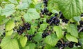 Bush of blackcurrant - black and sweet berries Royalty Free Stock Photo