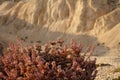 Flowering plant in the desert Royalty Free Stock Photo