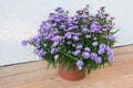 Bush blooming autumn asters in a plastic pot