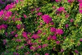 Bush of blooming bindweed mandevilla with pink flowers
