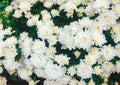 Bush of blooming chrysanthemums in the garden, Flower blooming background, Close up of white chrysanthemums in bloom in the garden Royalty Free Stock Photo