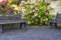 A bush of blooming hydrangea between the benches. City park in the fall Royalty Free Stock Photo