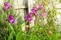 Bush blooming iris garden