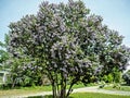 bush of blooming lilac in the early spring morning Royalty Free Stock Photo