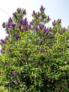 bush of blooming lilac in the early spring morning Royalty Free Stock Photo