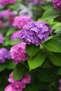 Liliac and purple Japanese hydrangeas flowers ajisai Royalty Free Stock Photo