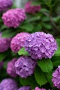 Liliac and purple Japanese hydrangeas flowers ajisai Royalty Free Stock Photo