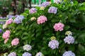 The bush of pink and purple hydrangeas flowers ajisai Royalty Free Stock Photo