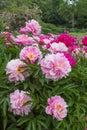 Bush with blooming peony flowers in june