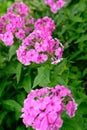 Bush of blooming Phlox Paniculata Pink Flame flowers in the garden on a sunny day Royalty Free Stock Photo