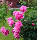 Bush of blooming pink peony flowers in peony garden. Hydrangea pink flowers Royalty Free Stock Photo