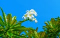 Bush of blooming Plumeria Obtusa against blue sky
