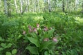 Bush of blooming rare specieswild orchids grandiflora Lady`s Slipper Cypripedium ventricosum in the bircht grove.