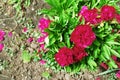 Bush of blooming red peonies close-up