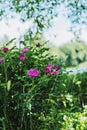 A bush of blooming rose hips on a blurred background of greenery. Selective focus. Summer time Royalty Free Stock Photo