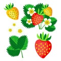 Bush blooming strawberry with berries and flowers vector set illustration Royalty Free Stock Photo