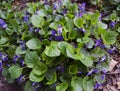 Bush blooming violets on the ground Royalty Free Stock Photo