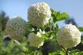Bush blooming white hydrangea