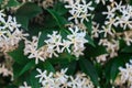 Bush of blooming white jasmine. A lot of small white flowers between emerald leaves. Floral background or wallpaper Royalty Free Stock Photo